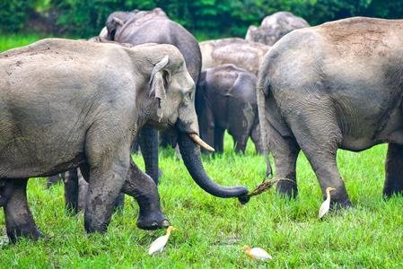 'Elephants Have Returned To Forest': PM Modi Highlights Assam's Conservation Efforts In Mann Ki Baat