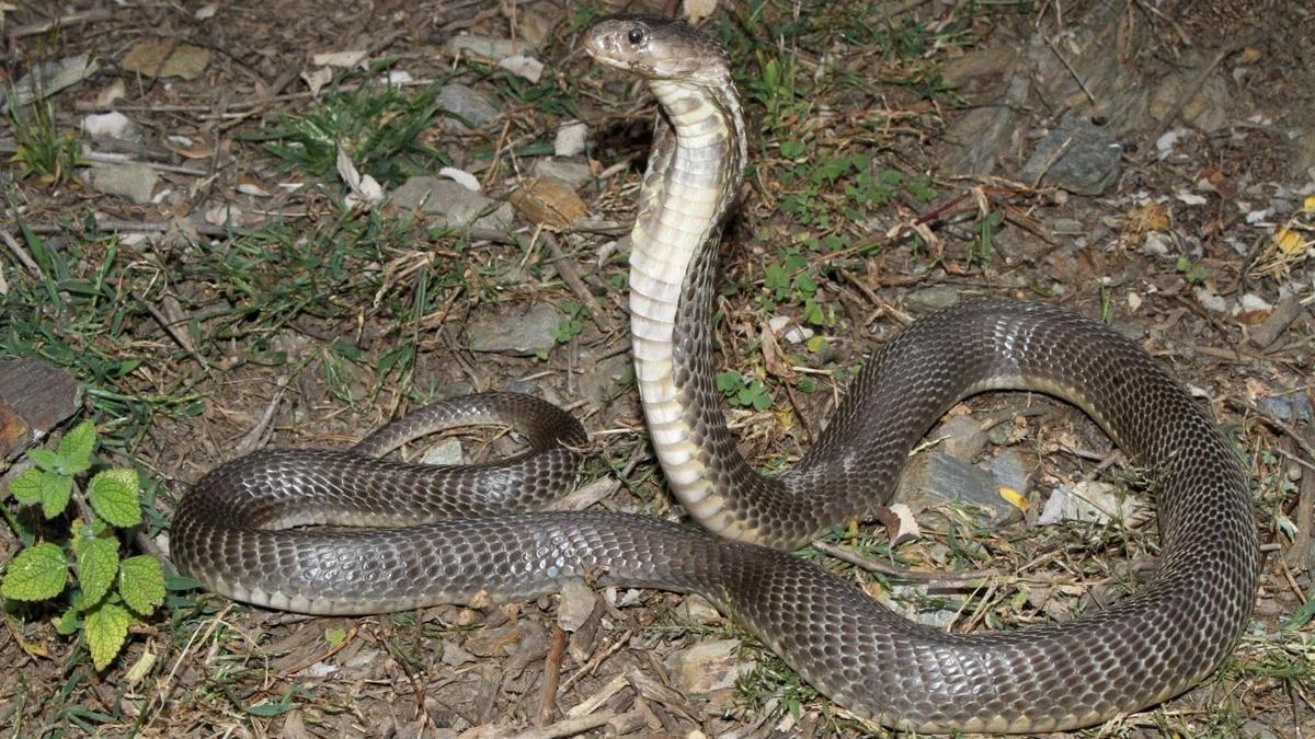 Snake Catcher Dies After Bite from Captured Snake at Home in Chirayinkeezhu