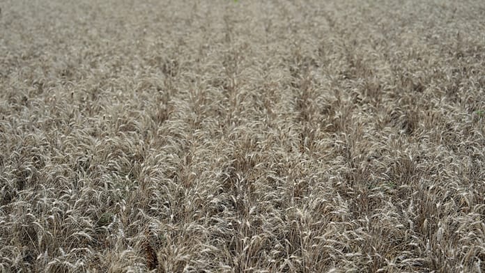 Seventeen EU Leaders Press Irish Presidency to Protect Farm Funding in Next Budget