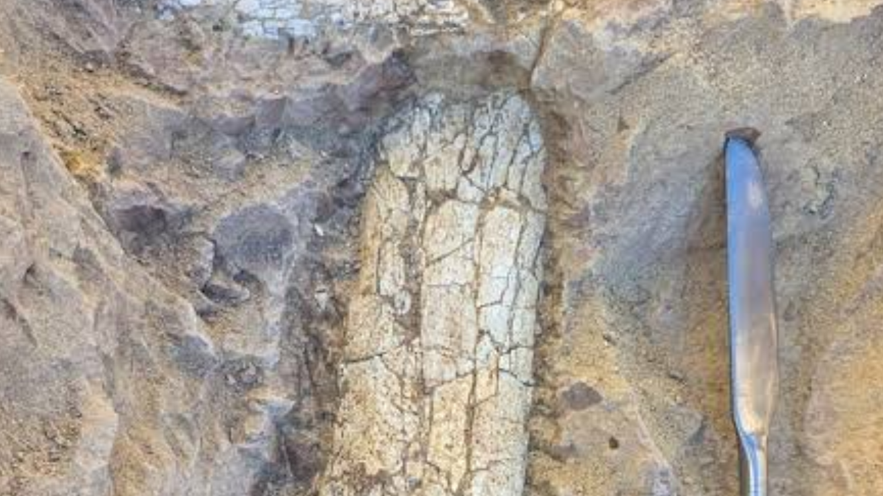 Global Perspective: California crews uncover 40-million-year-old mammal bones 12 feet underground