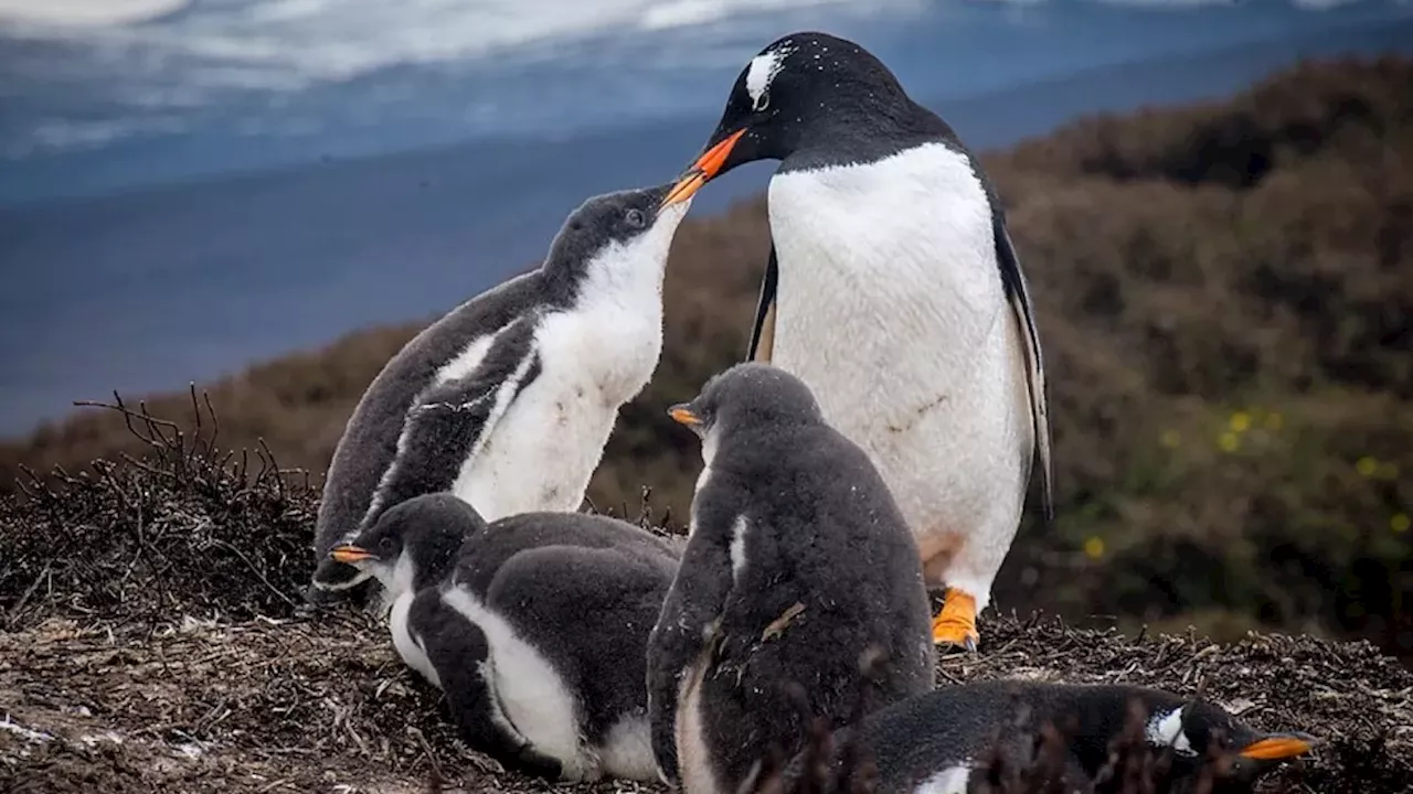 Market Developments: Scientists Discovered a New Penguin Species—or Did They?