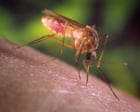 A Living Hell’: How Los Angeles Got Taken Over by Mosquitoes