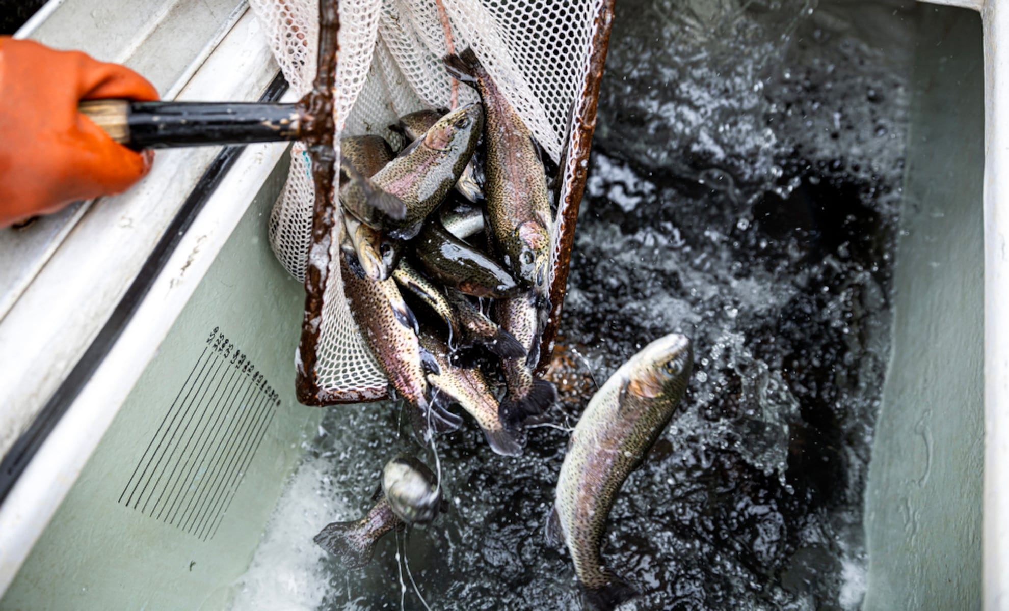 Economic Impact: Pennsylvania anglers can expect nearly 115K trout stocked this fall