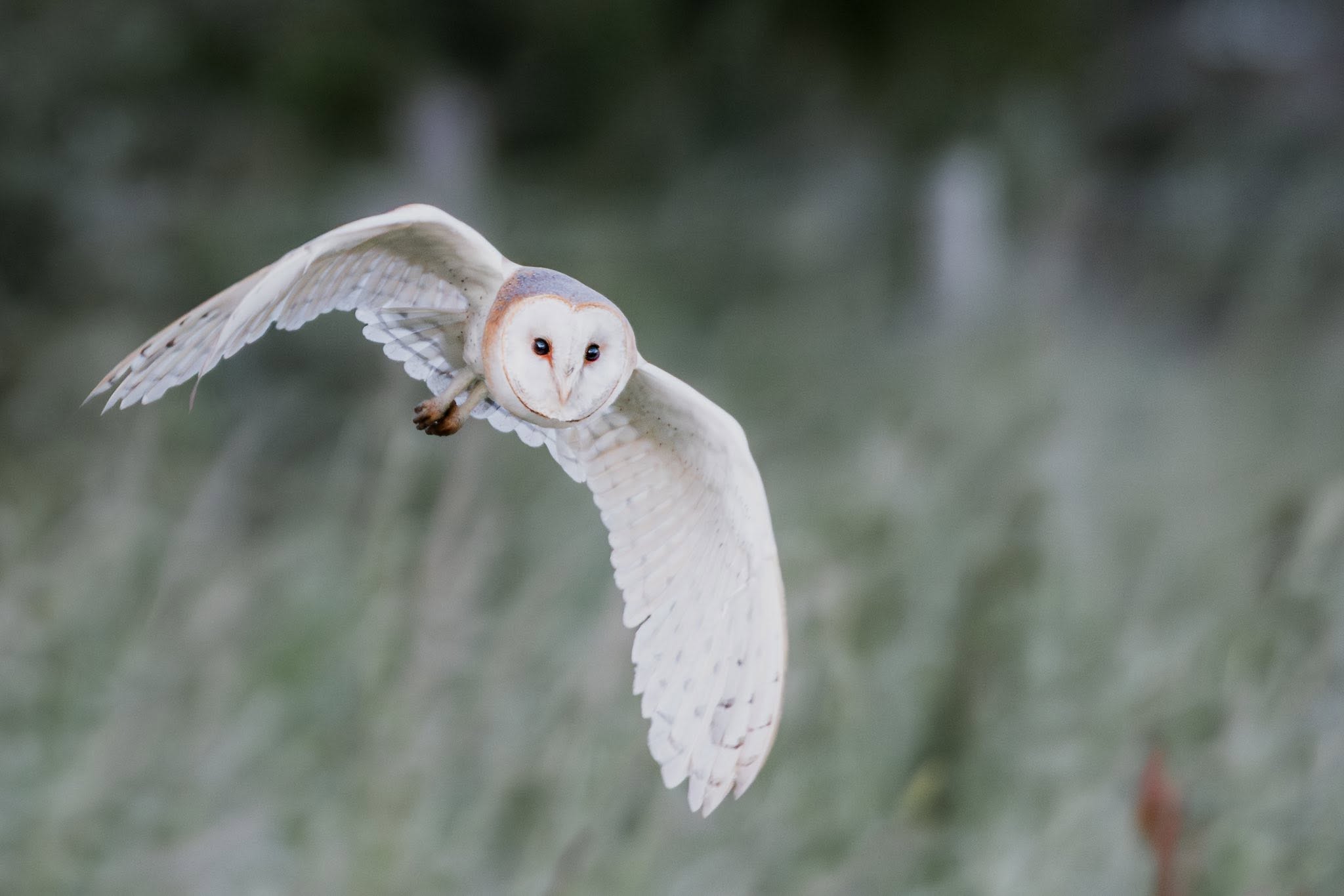 Two Popular Wild Animals in Oxfordshire to Appear on New Banknotes