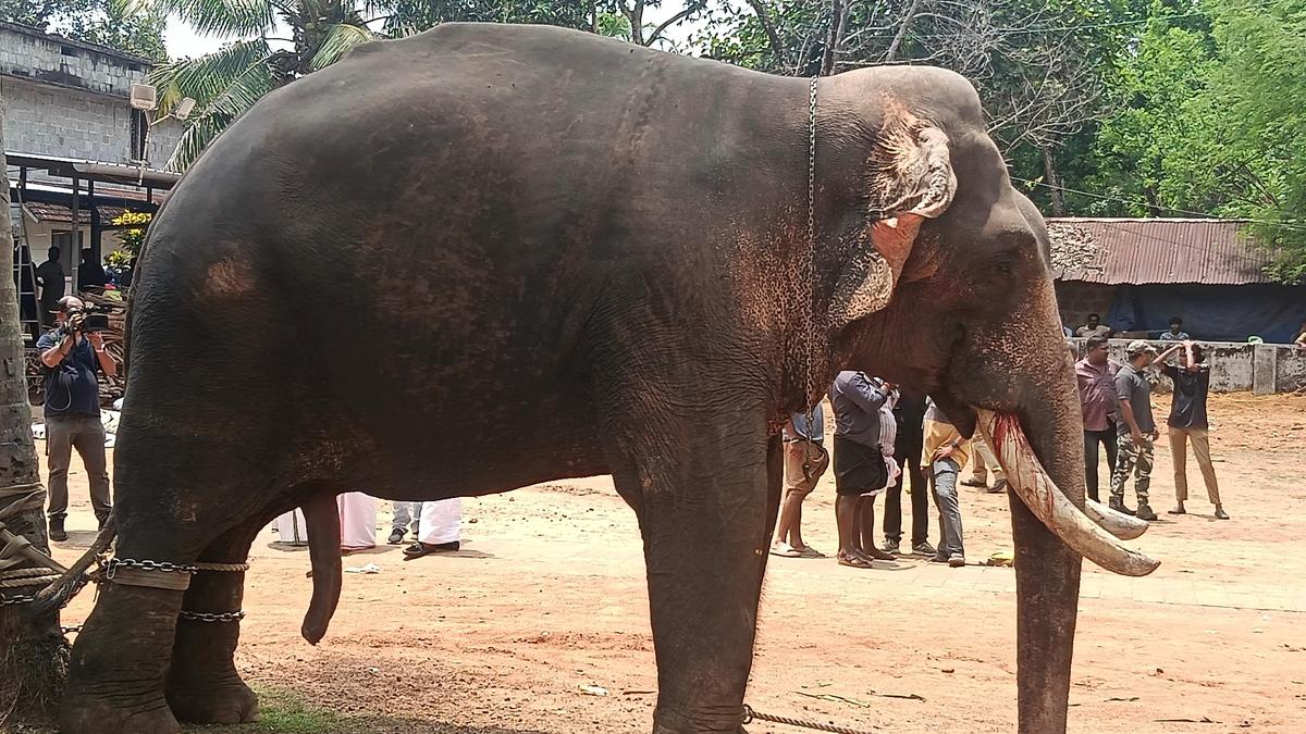 Captive Elephants to Get Regular Health Check-ups in Keralam