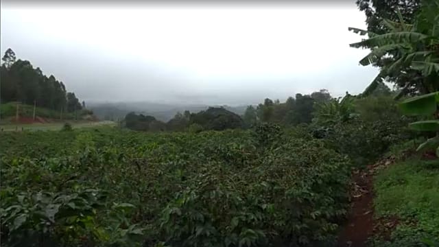Unreliable Weather Creating Mental Health Issues for Kenyan Farmers