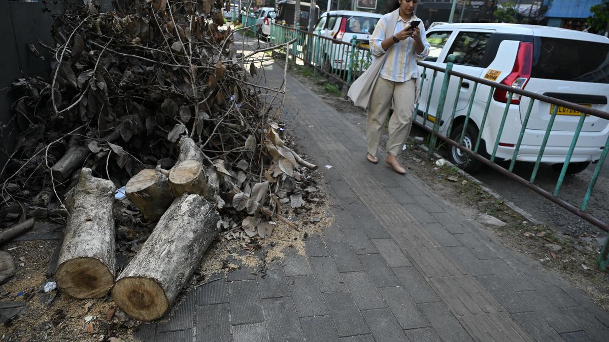 Developing Story: Kochi Corporation to update tree registry after row over unauthorised felling