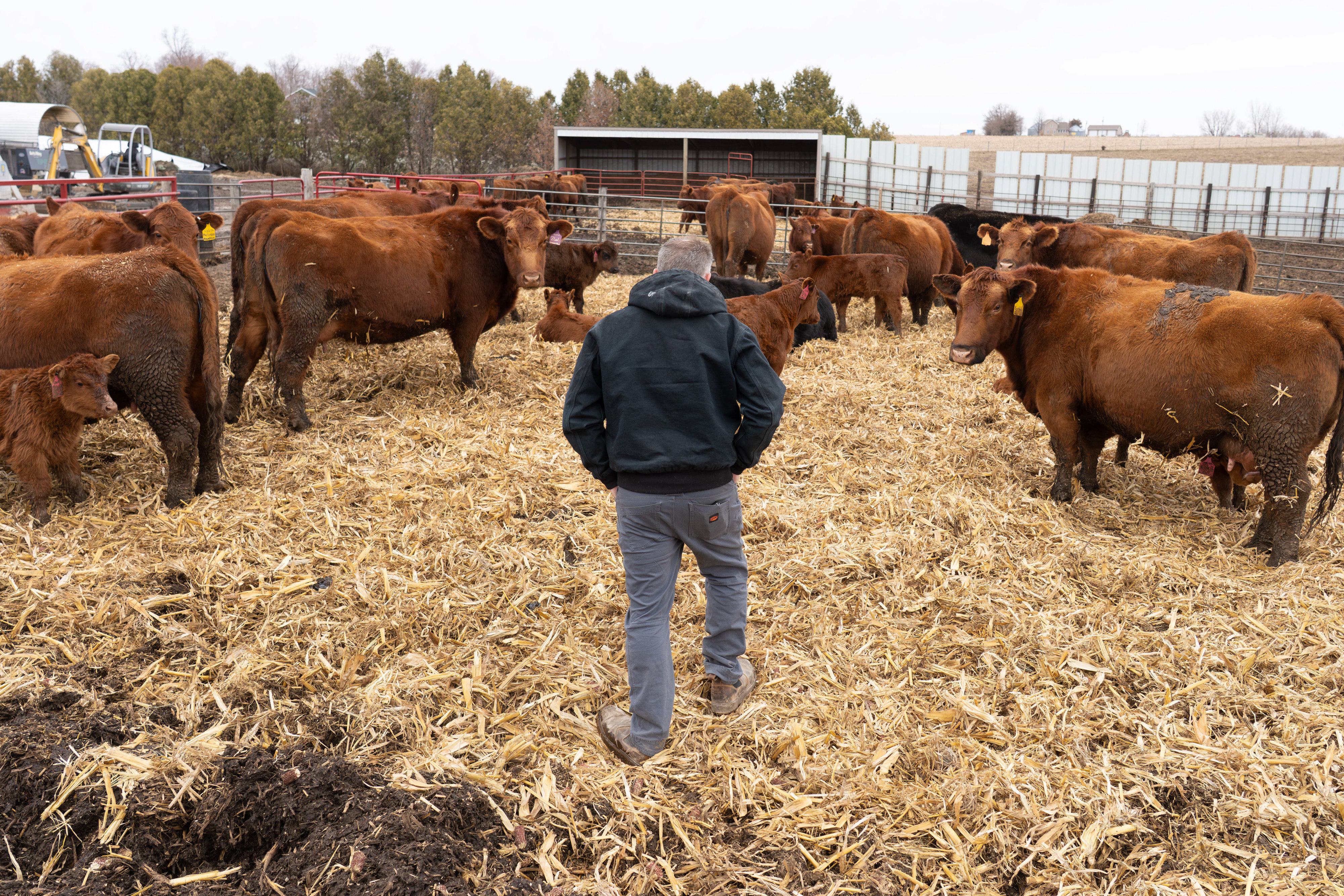 Policy in Focus: Trump officials weigh rolling back beef import plan as GOP midterm panic spreads and Its Wider Institutional Repercussions