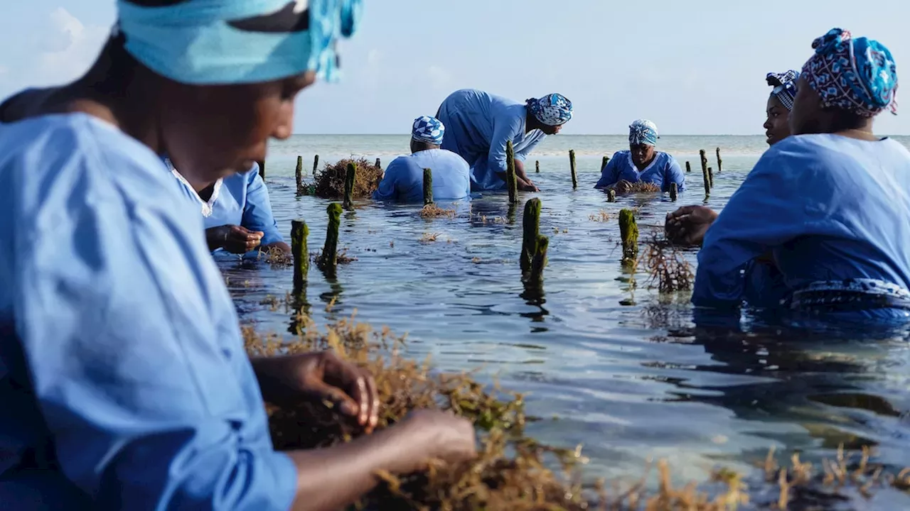Meet the Women Transforming Zanzibar’s Seaweed Industry