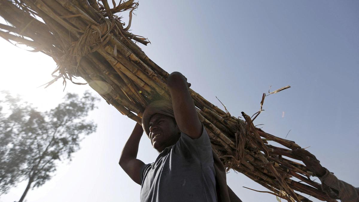 U.P. Unleashes High-Yield Sugarcane Varieties to Boost Production