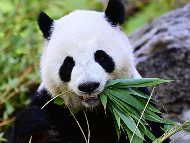 China sends two pandas to the US