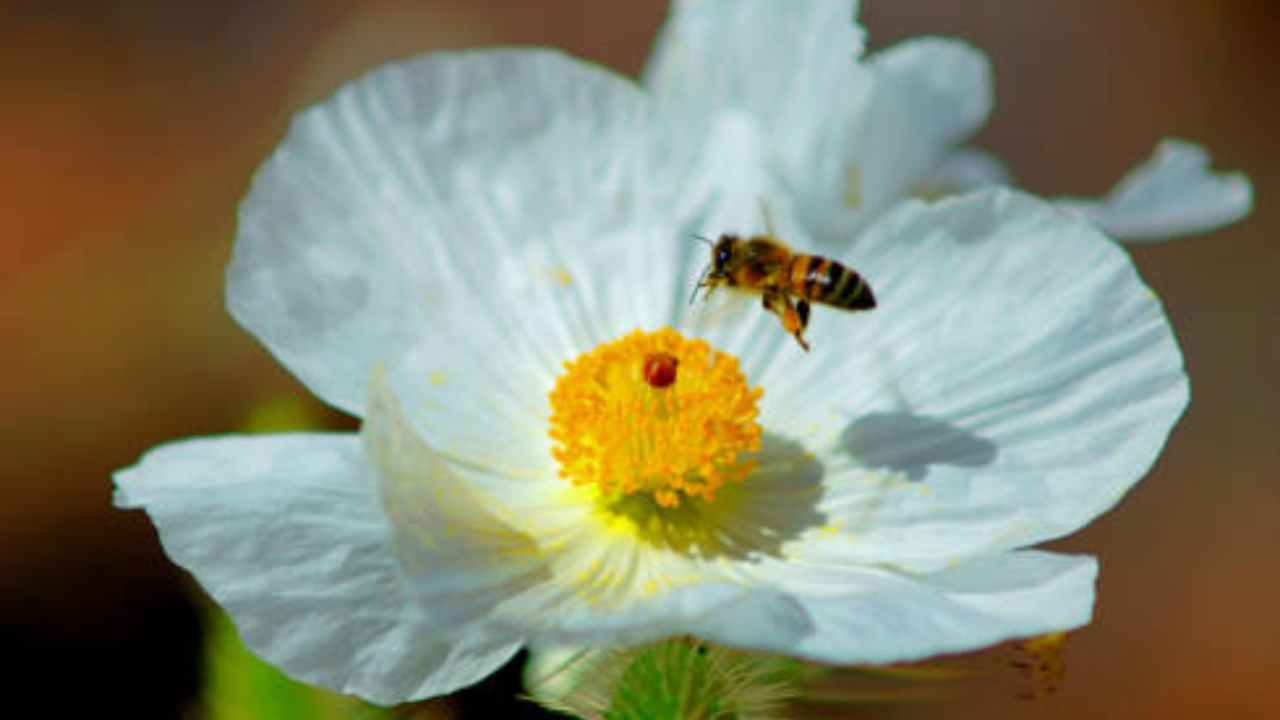 International Briefing: US biologists find 6 new Mojave poppy bee groups, easing extinction concerns