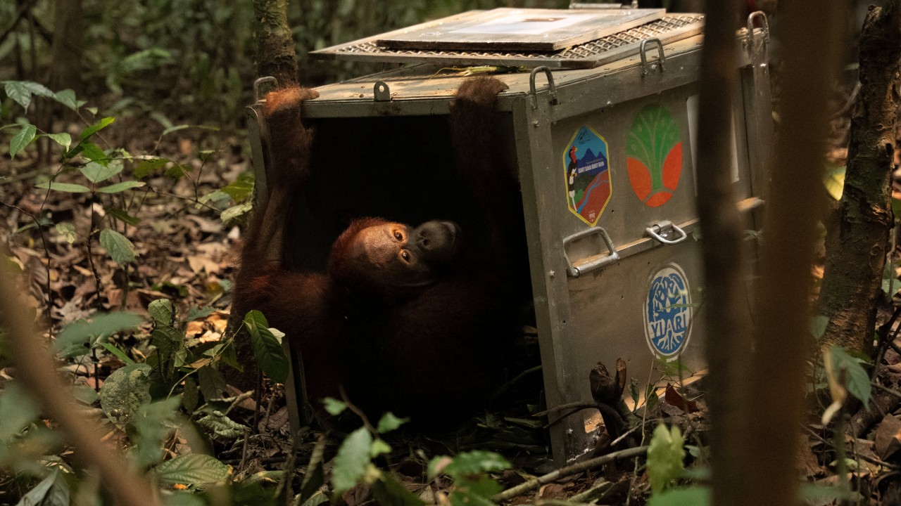 Indonesia Finds Orangutans Saved from Wildfires a New Home
