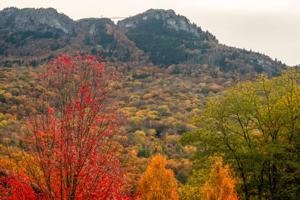 Plan your autumn visit to Grandfather Mountain