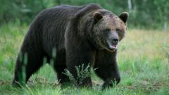 Bear Kills Man in Brutal Home Attack Near Mongolian Capital