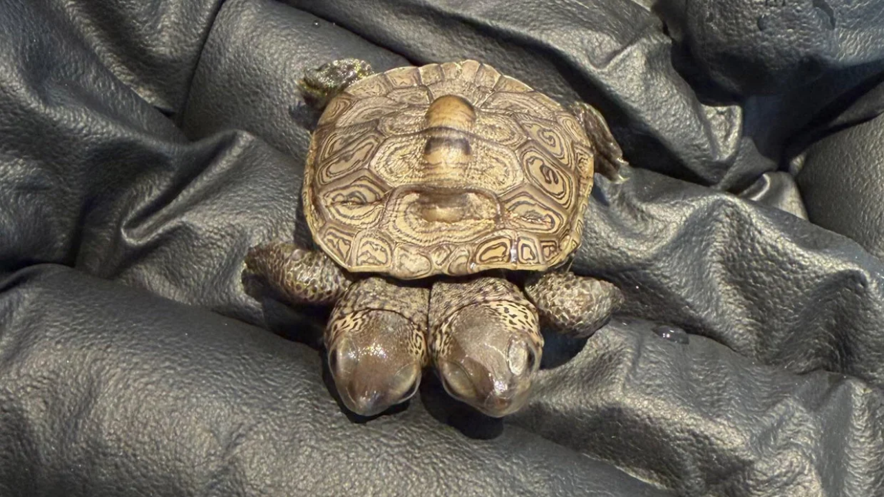 Global Perspective: Rare two-headed turtle hatchling found at protected Cape Cod nesting site