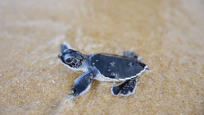 Tiny Turtles Take Their First Steps Towards the Sea Amid Mounting Global Focus