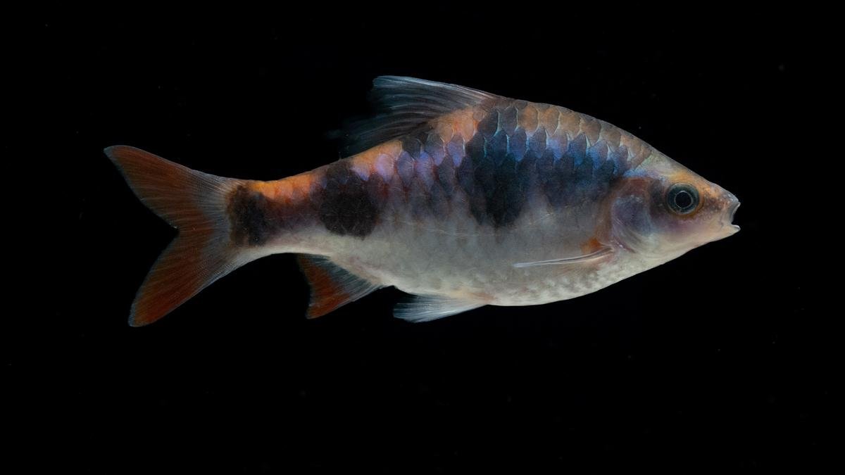 Tamirabharani’s endemic fish face threats from pollution, habitat loss