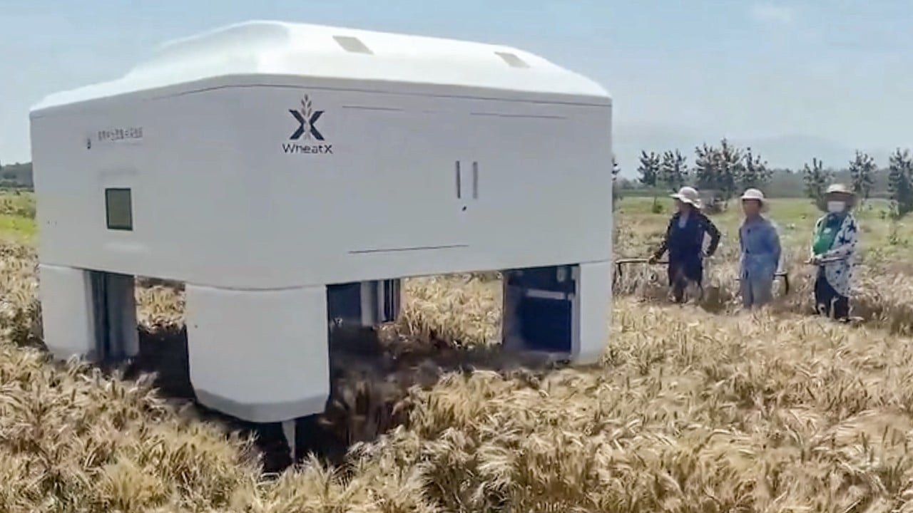 China Deploys AI Robot to reshape Wheat Breeding, Boosting Food Security