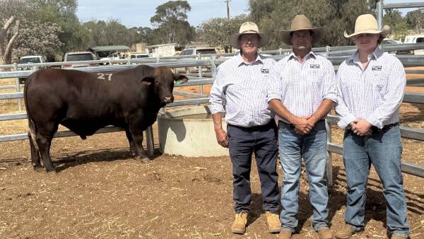 Market Developments: Paddock preparation pays off as Santa Gertrudis bulls hit $46k at Condobolin