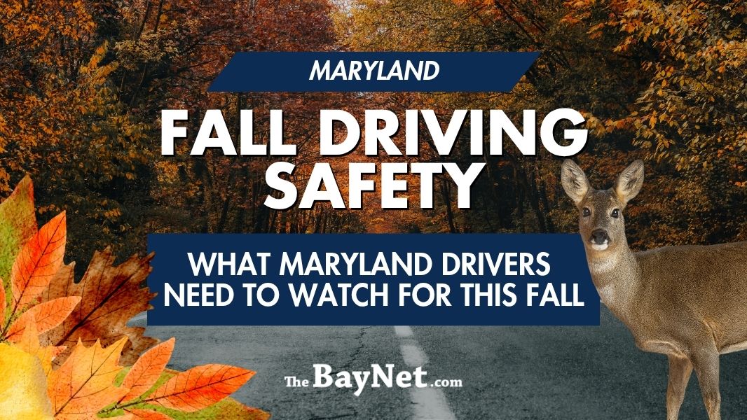 Wet Leaves, Dark Roads and Deer: What Maryland Drivers Need to Watch for This Fall