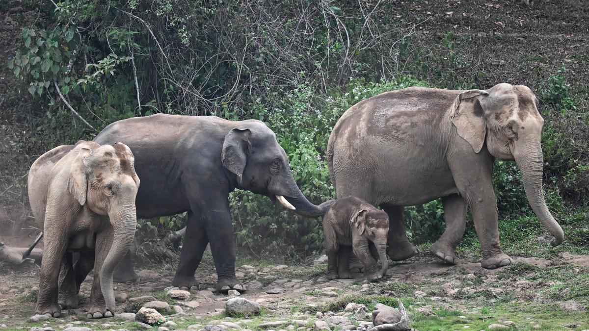 Elephant Launches Strikes on In Keralam’s Piravanthur: Vb-g RAM G Workers Demand RRT Surveillance, Strict Safety Audits as Regional Tensions Surge