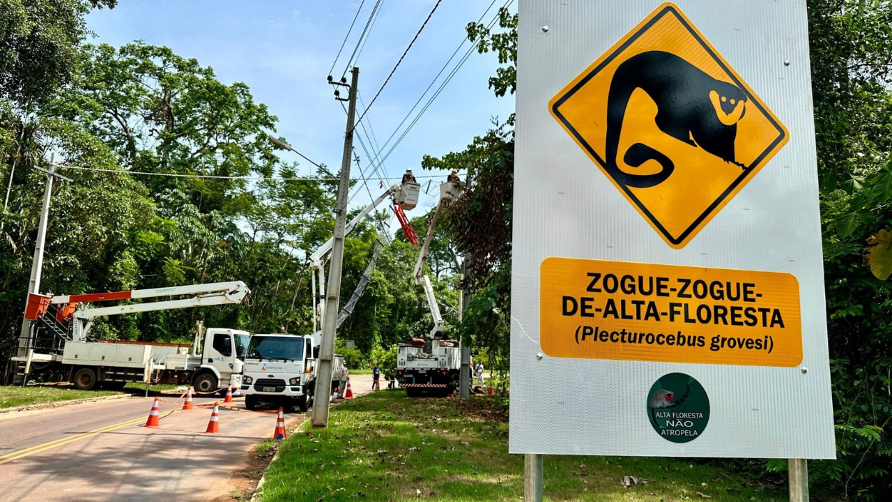 International Briefing: Eight Amazon rope bridges logged 15,000 wildlife crossings with 0 roadkill in Brazil