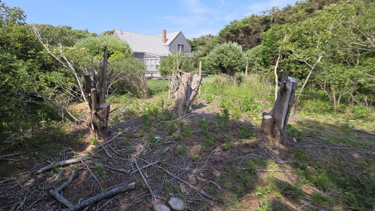 Developing Story: Massachusetts couple wins $310,000 judgment in neighbour tree dispute