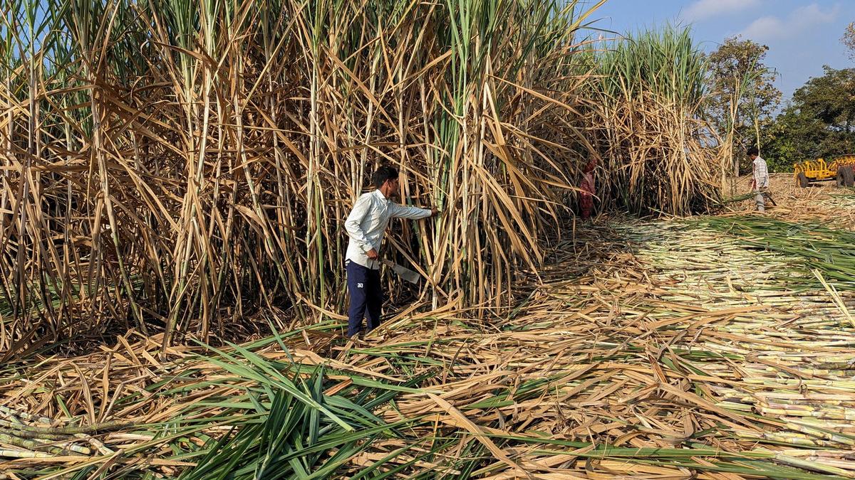 Sugar Mill Owners Rush Early Crushing Amid ED Probe Fears, Says Raju Shetti