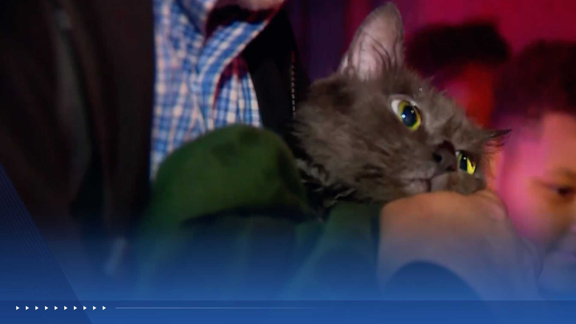 Miracle Reunion: Cat Survives Apartment Fire, Found Hiding in Closet After 13 Years with Owner