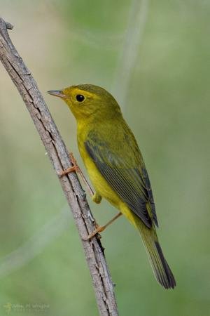 Wilson’s warbler: Fall’s yellow migrant