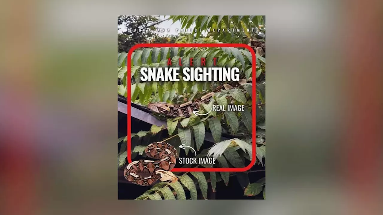 Economic Impact: Highly-venomous snake possibly spotted in Santa Ana neighborhood