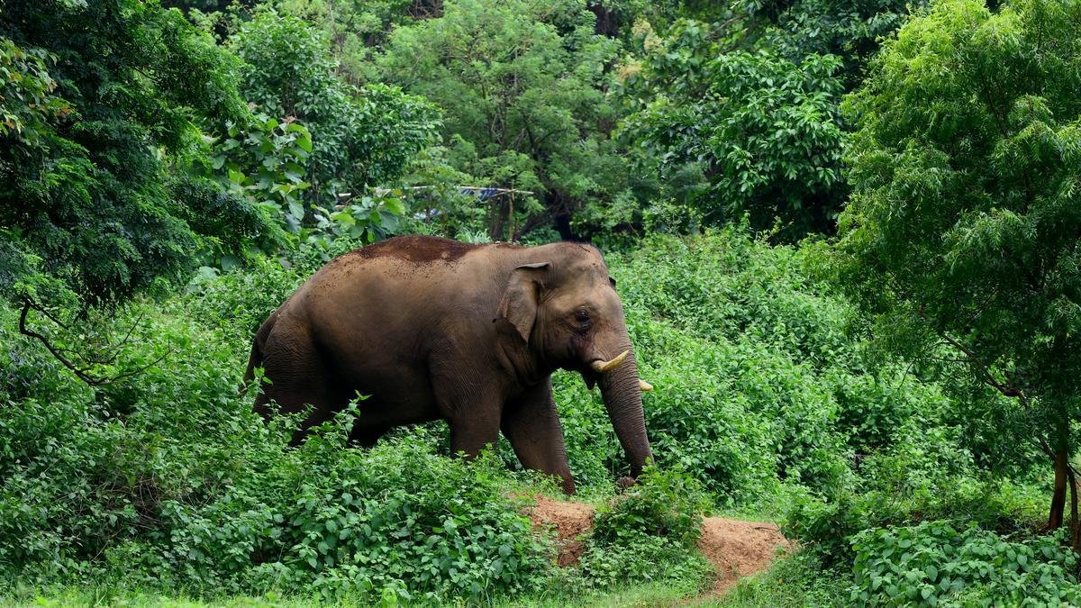 Tribal man injured in elephant attack at Nilambur in Keralam