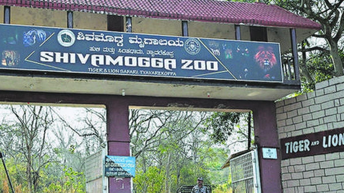 Four lion cubs die within a day of birth at Shivamogga Zoo