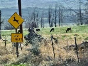 Corporate Strategy: Track roadside animal sightings to help create more wildlife crossings
