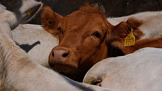 EU Suspends Imports of Meat from Namibia Over FMD Fears
