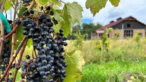 Corporate Strategy: Anchored Roots Vineyard & Winery