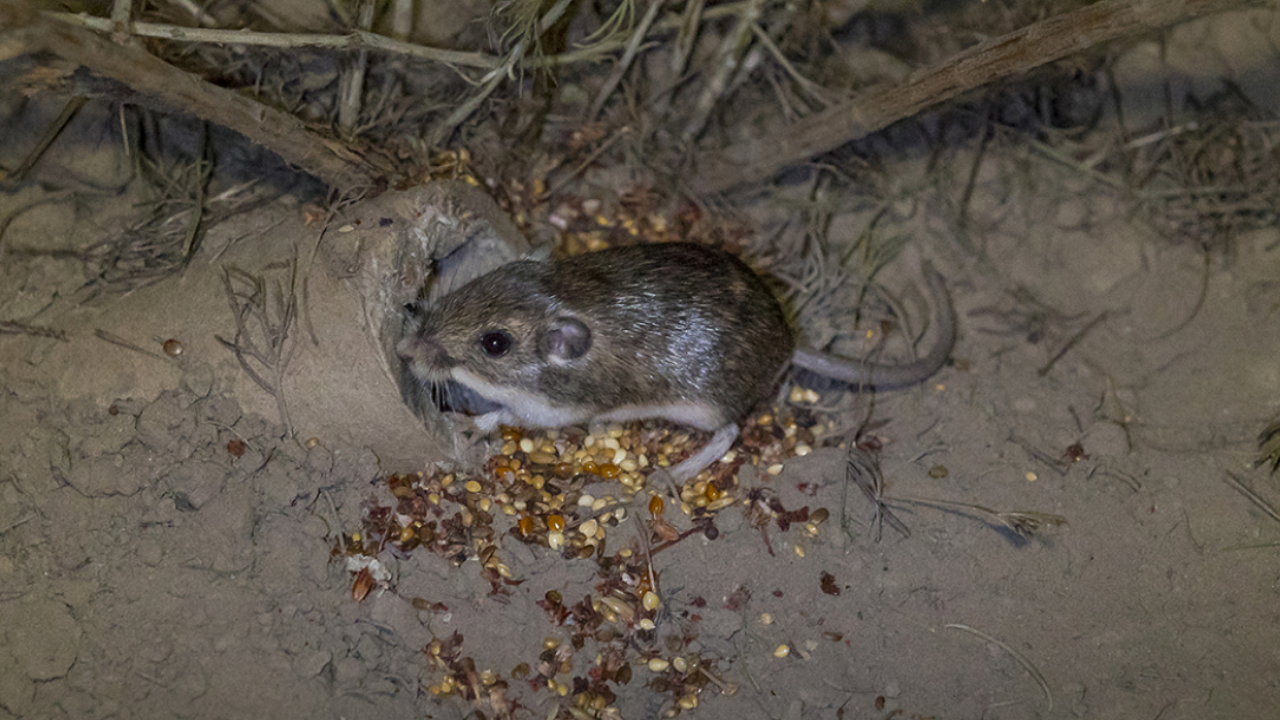 California Mouse Once Thought Extinct Returns As 530 Are Reintroduced