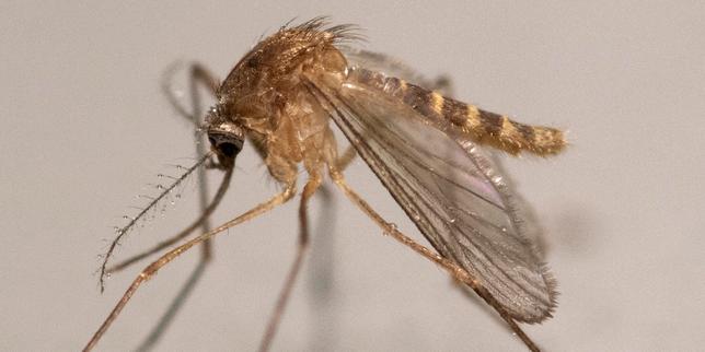 International Briefing: West Nile virus surges in France, reaching a record 145 human cases