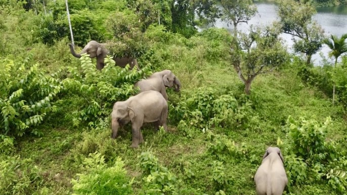 Neighbour from the Forest: How Barkal’s Local Community Learned to Live With Wild Elephants