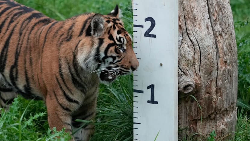 Man Dies After Tiger Launches Strikes on At UK Zoo: Police as Regional Tensions Surge