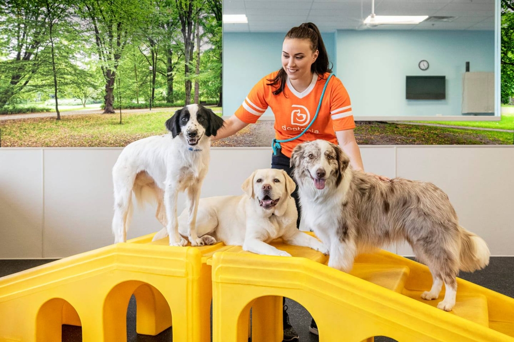 Market Developments: Dogtopia Denton