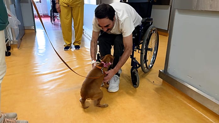 Why Portuguese Hospital Lets Pets Visit Owners in Wards: a Paradigm Shift Has Sparked Heated Debate