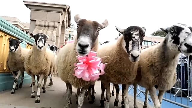 London’s Southwark Bridge turns into woolly parade at annual Sheep Drive charity event