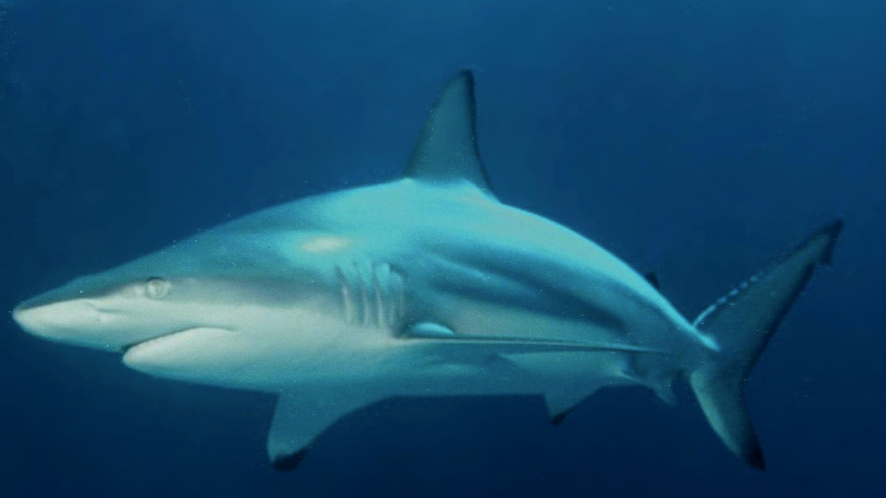 Blacktip Sharks Can Hear Sounds Nearly 250 Feet Away and Pinpoint the Source