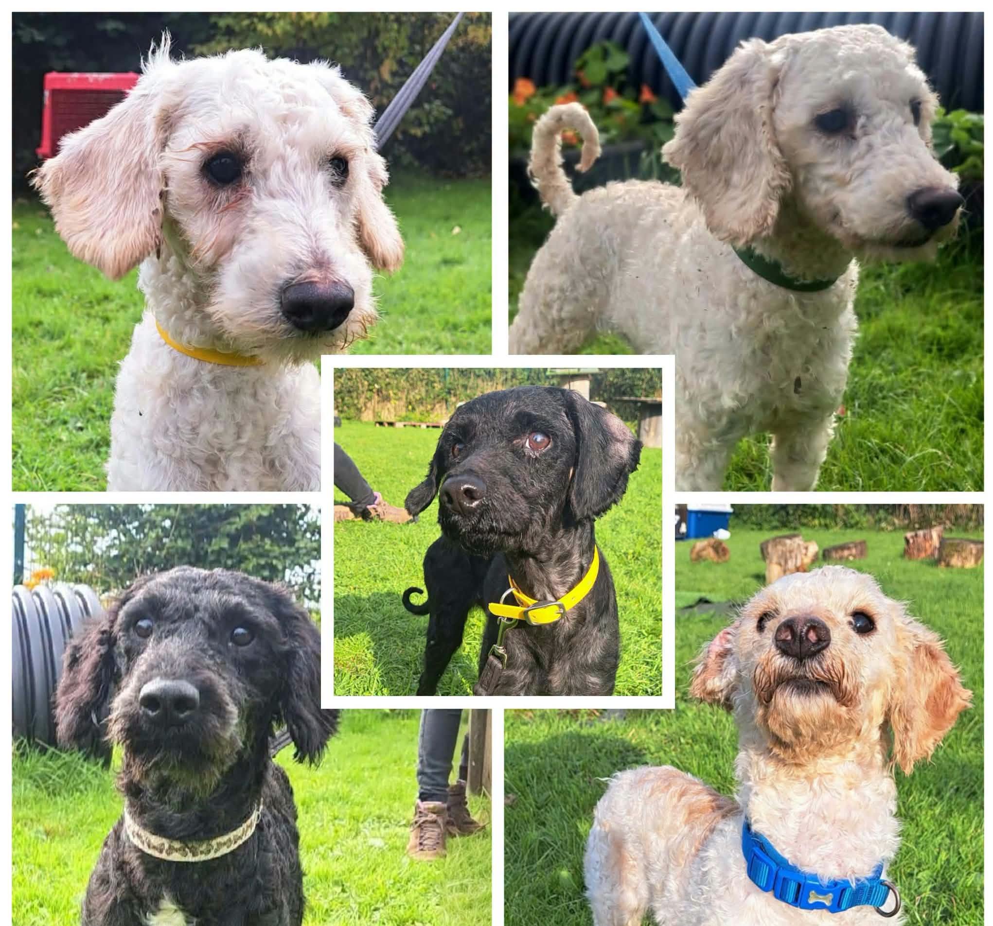 Five Dogs WHO Haven't Had the Easiest Start Are Seeking New Families