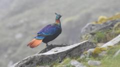 Himalayan Monal's Iconic Call Silenced by Human Noise, Study Warns