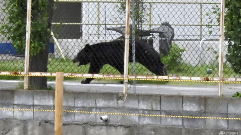 Developing Story: As bear encounters surge, Japan looks beyond culling