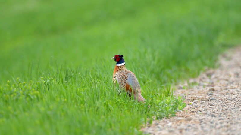 Market Developments: North Dakota youth pheasant season opens
