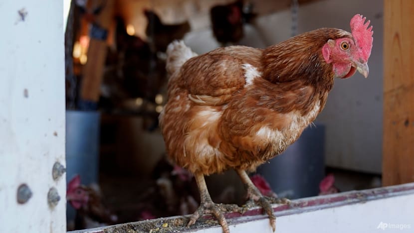 Thailand Asks Firms to Cut Egg Exports After Flood Losses